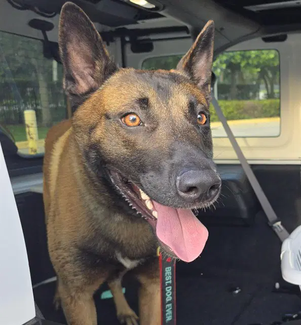Wancai - Belgian Shepherd Malinois