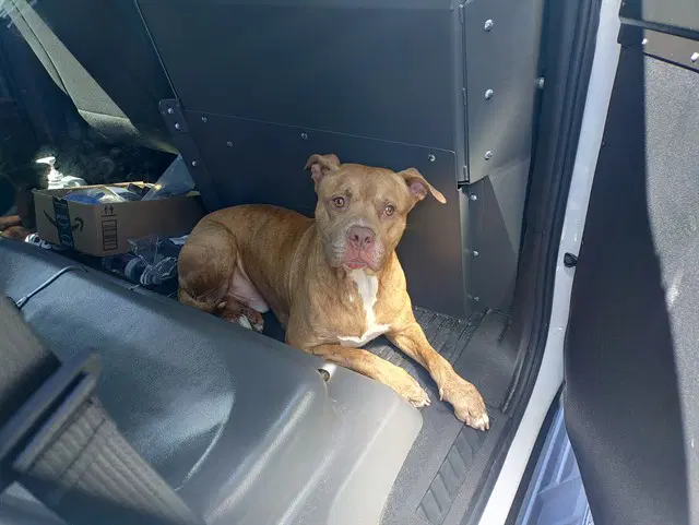 Mandean - American Staffordshire Terrier