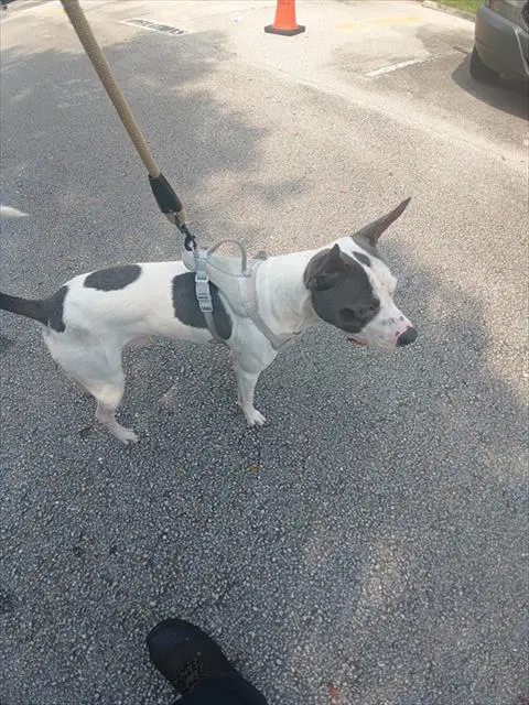 Porter - American Staffordshire Terrier