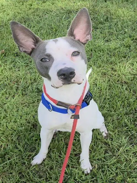 Porter - American Staffordshire Terrier