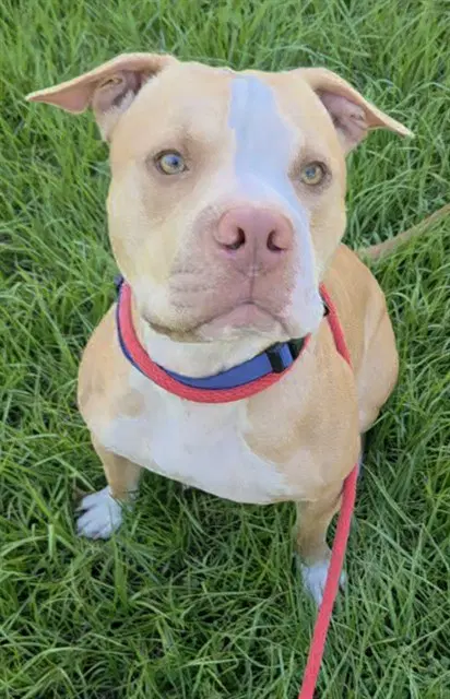 Bronson - American Staffordshire Terrier