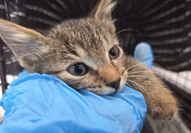 Unknown - Domestic Short Hair