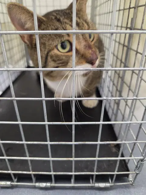 Unknown - Domestic Short Hair