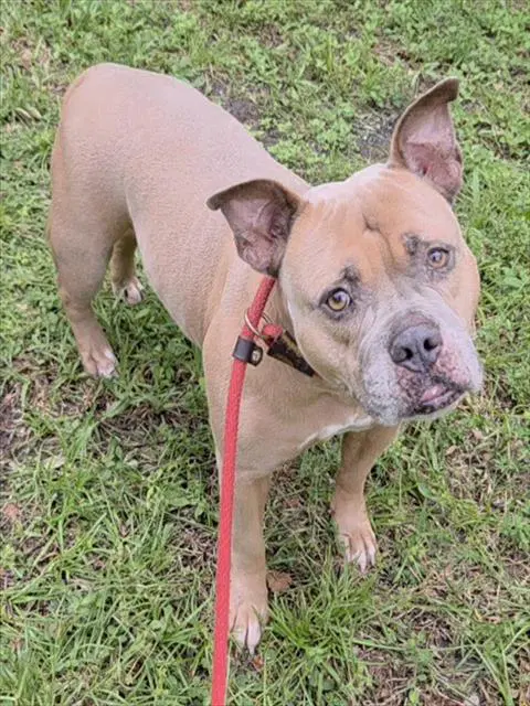 Zara - American Staffordshire Terrier