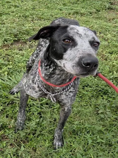 Benny - Catahoula Leopard Dog