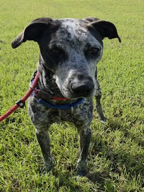 Benny - Catahoula Leopard Dog