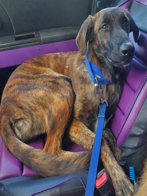 Lorna - Plott Hound