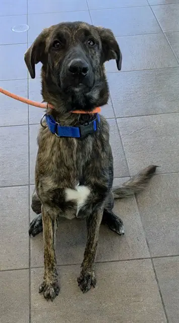 Lorna - Plott Hound