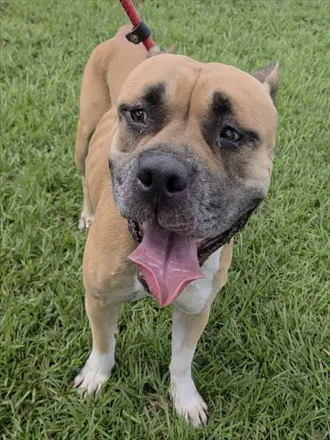 Prism - American Staffordshire Terrier