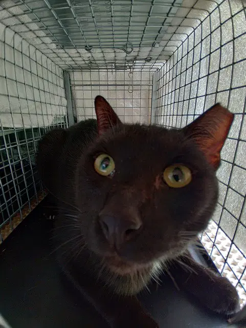 Unknown - Domestic Short Hair