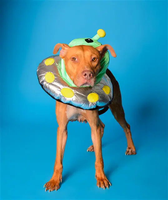 Pie - American Staffordshire Terrier