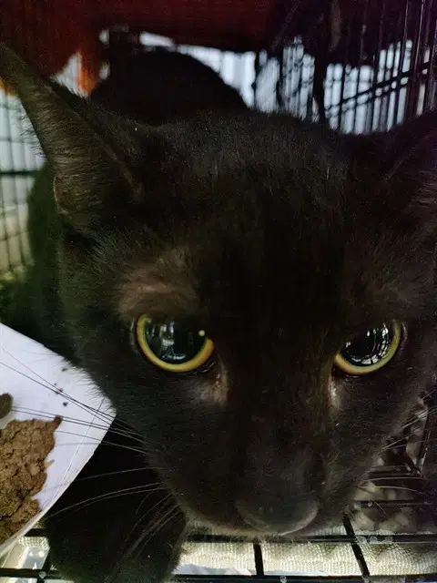 Unknown - Domestic Short Hair