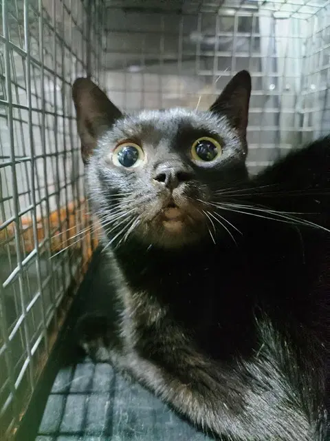 Unknown - Domestic Short Hair