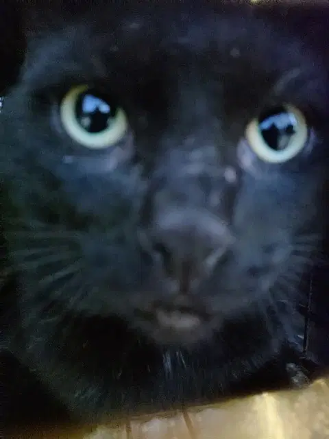 Unknown - Domestic Short Hair
