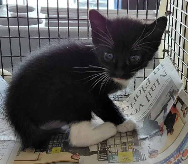 Unknown - Domestic Short Hair