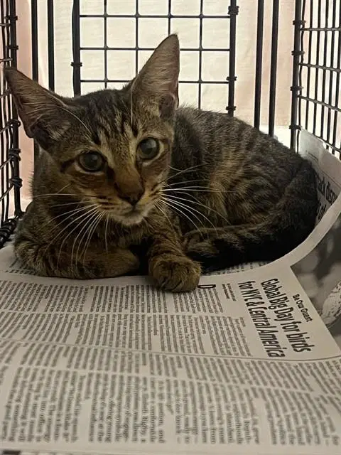 Meeko - Domestic Short Hair