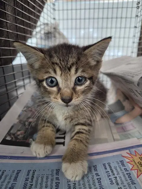 Dreepy - Domestic Short Hair