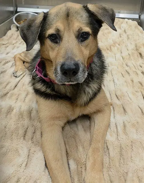 Emmett - German Shepherd Dog