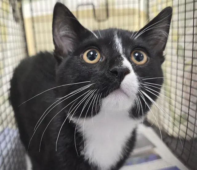 Pickles - Domestic Short Hair