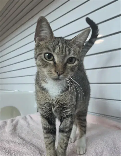 Ginger Snap - Domestic Short Hair