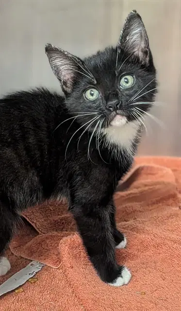 Glinda - Domestic Short Hair
