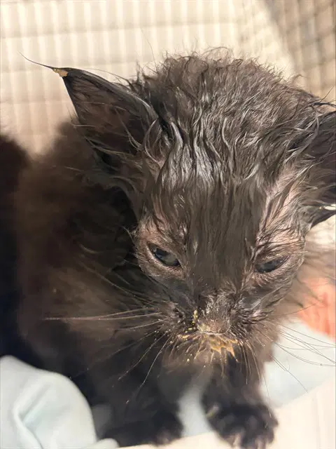 Unknown - Domestic Short Hair