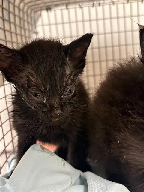 Unknown - Domestic Short Hair