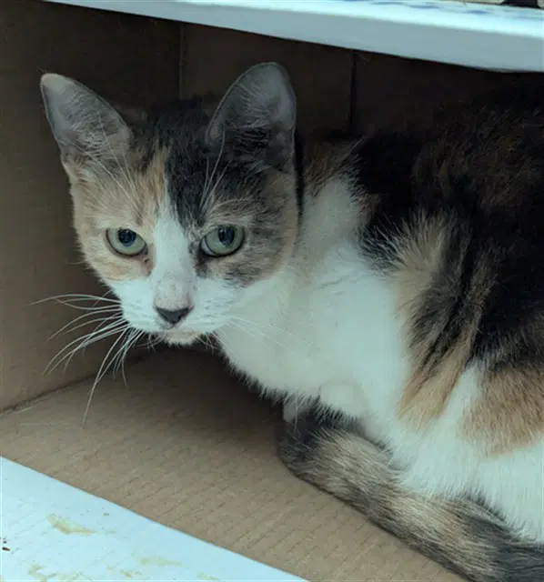Cleo - Domestic Short Hair