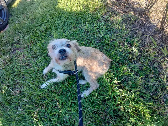 Leofric - Norfolk Terrier
