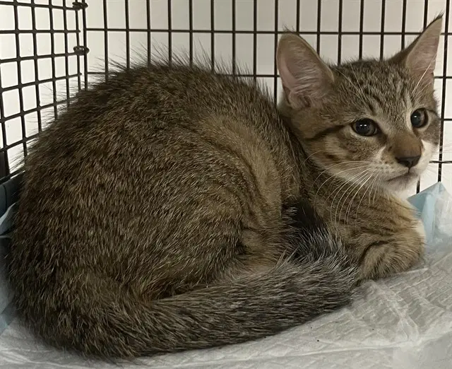Dak - Domestic Short Hair