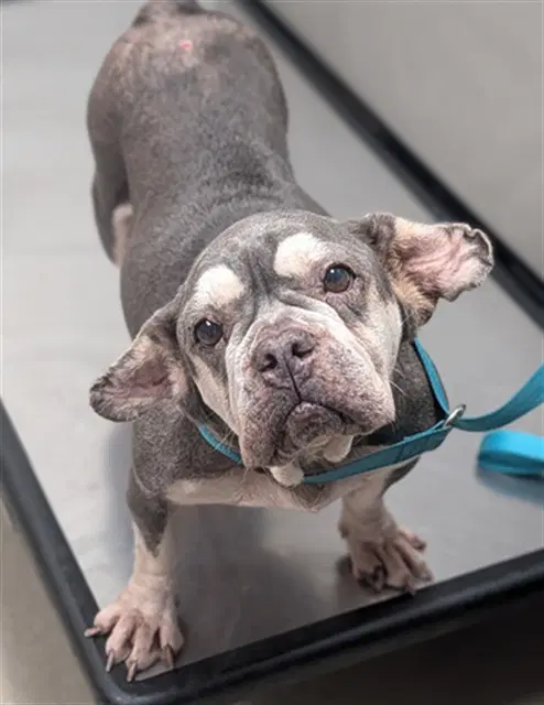 Kimberly - French Bulldog