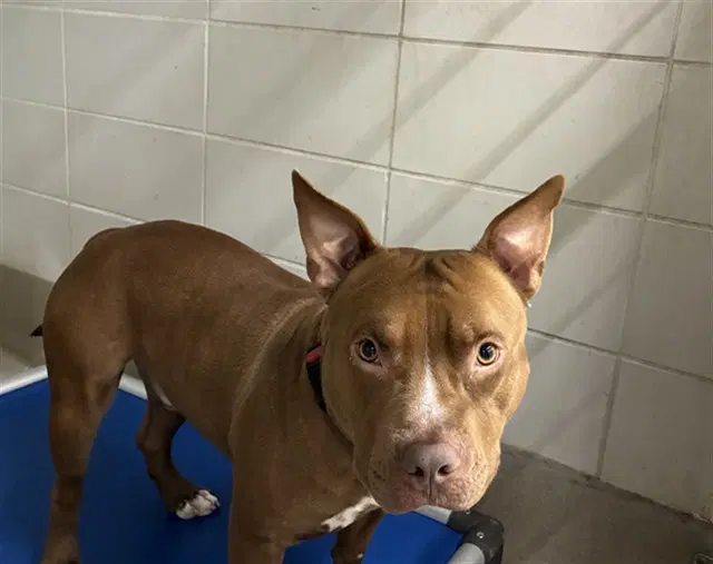 Cisco - American Staffordshire Terrier