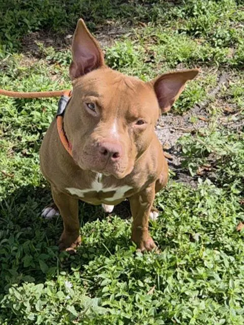Cisco - American Staffordshire Terrier