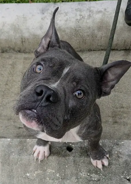 Radio - Bull Terrier