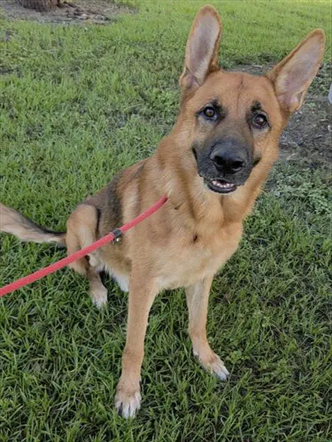 Dorbie - German Shepherd Dog