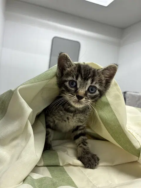 Unknown - Domestic Short Hair