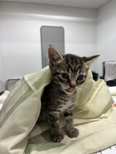 Unknown - Domestic Short Hair