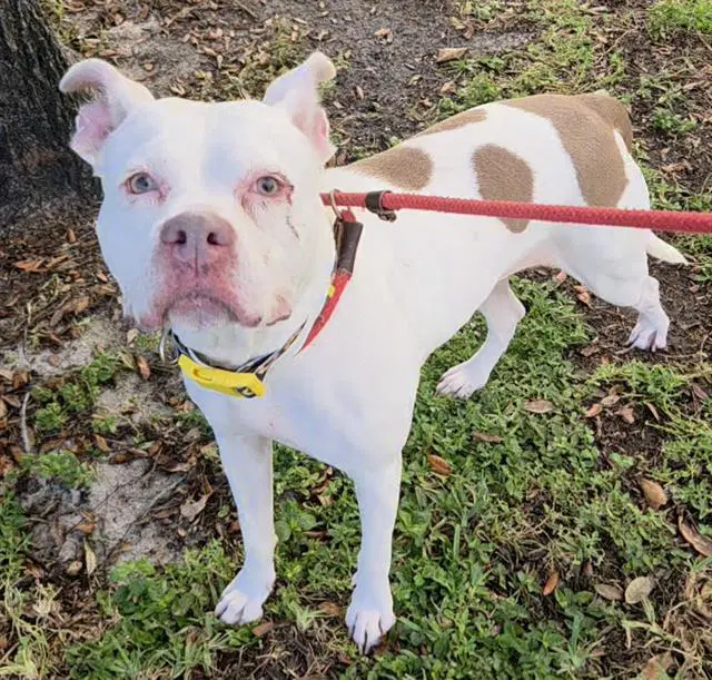 Golden - Pit Bull Terrier