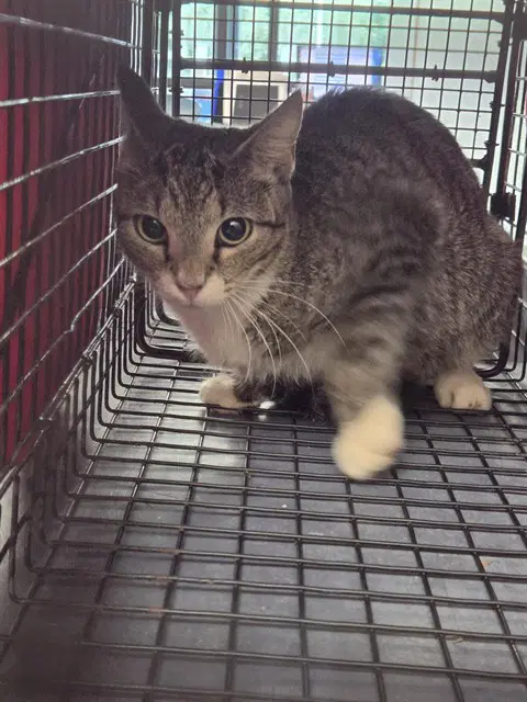 Unknown - Domestic Short Hair