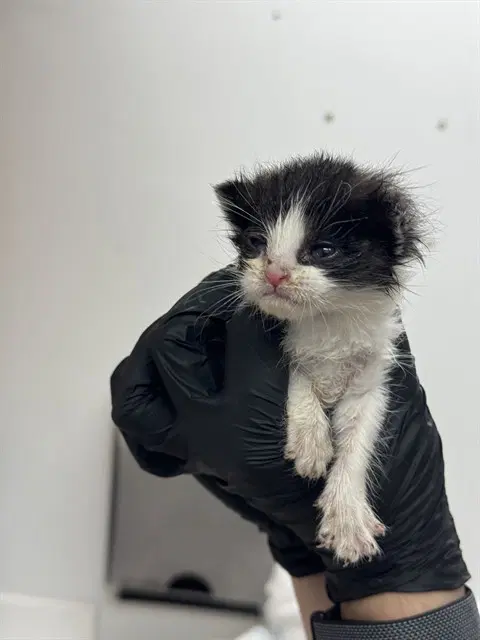 Barnaby - Domestic Short Hair