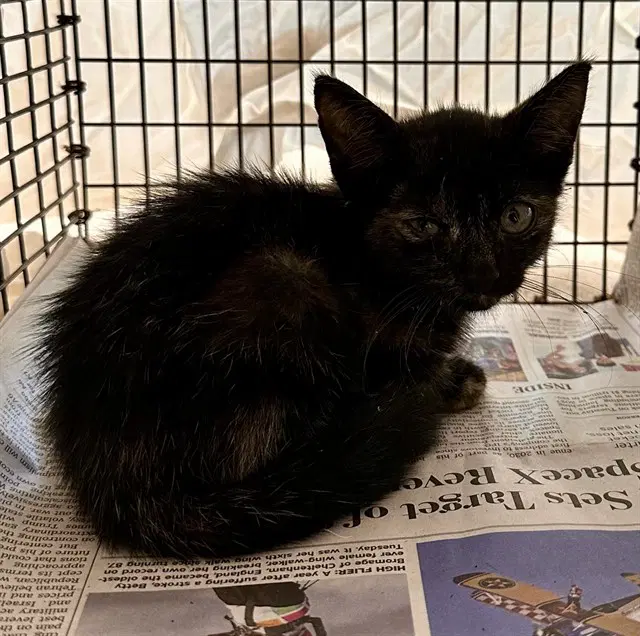 Unknown - Domestic Short Hair