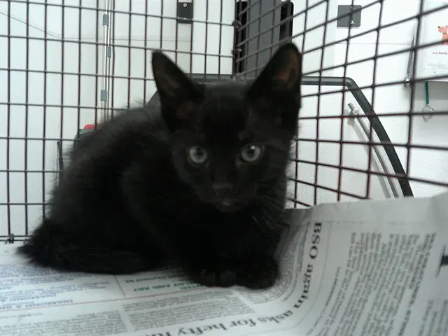 Razzle - Domestic Short Hair