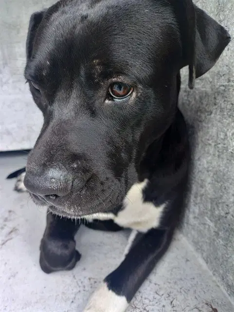 Dutch - American Staffordshire Terrier