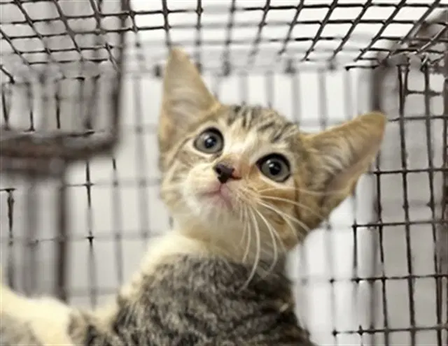Tangie - Domestic Short Hair