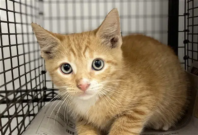Noah - Domestic Short Hair
