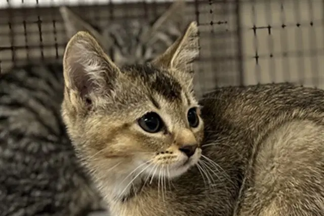 Sampson - Domestic Short Hair