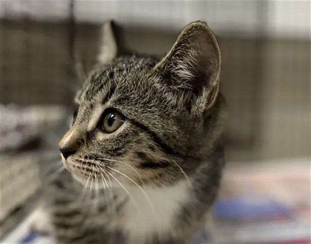 Maylee - Domestic Short Hair