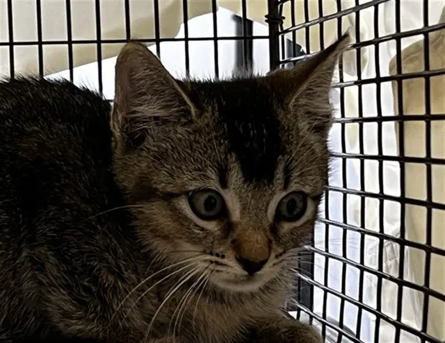 Macey - Domestic Short Hair