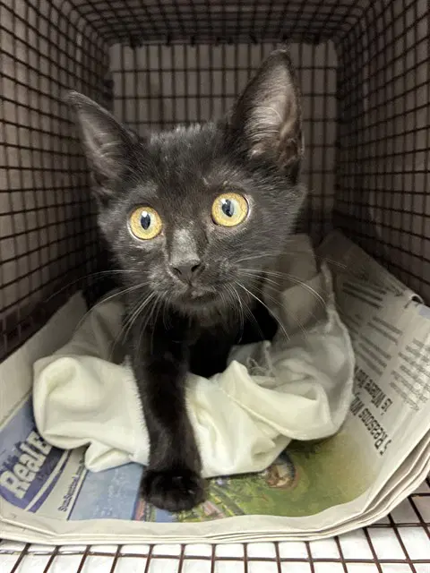 Callie - Domestic Short Hair