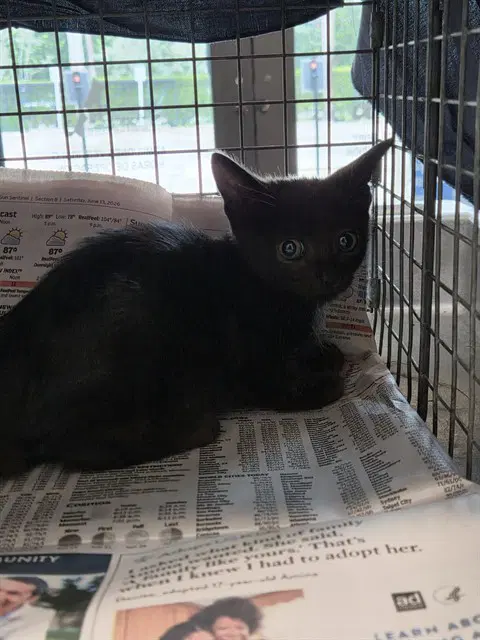 Unknown - Domestic Short Hair